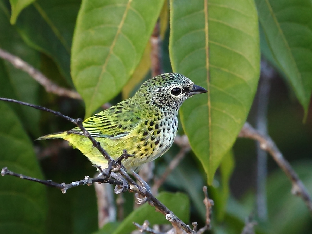 image Spotted Tanager